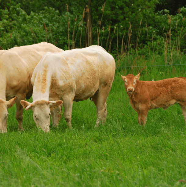 Bovins-dermatose- nodulaire-quel-danger-pour-le-consommateur
